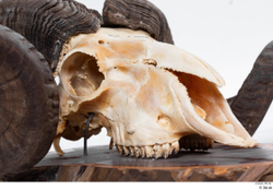  Skull Mouflon Ovis orientalis 